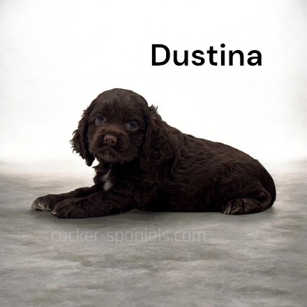 puppy, for, sale, Cocker Spaniel, Joe & Cherri  Overlease, dog, breeder, Miller, MO, dog-breeder, puppy-for-sale, forsale, nearby, find, puppyfind, locator, puppylocator, aca